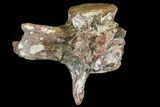 Fossil Theropod (Spinosaurus?) Caudal Vertebra - Kem Kem Beds #153490-6